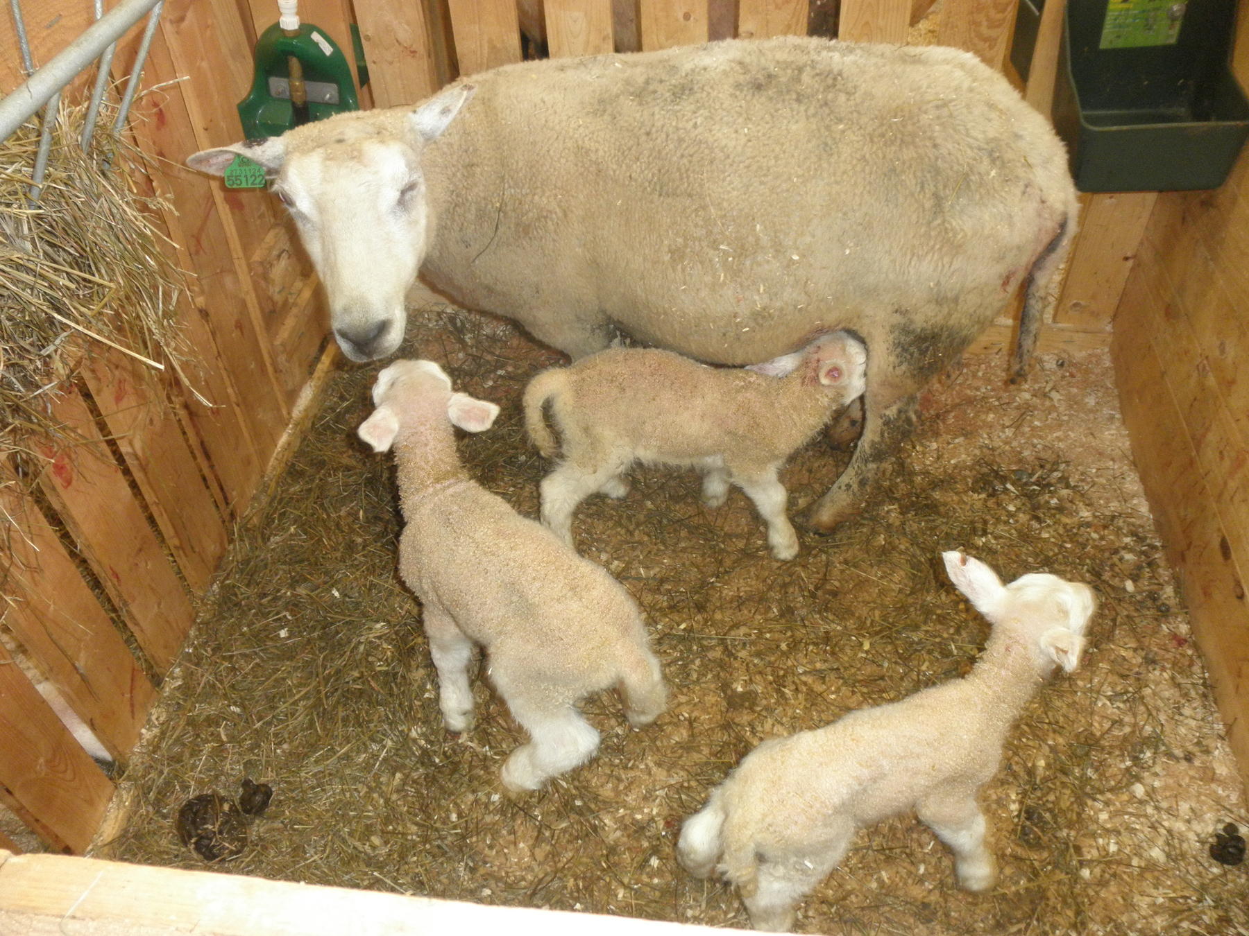Mate et lam hjemme: Nyfødte lam, vitamintilskudd, fôringsskjema etter alder