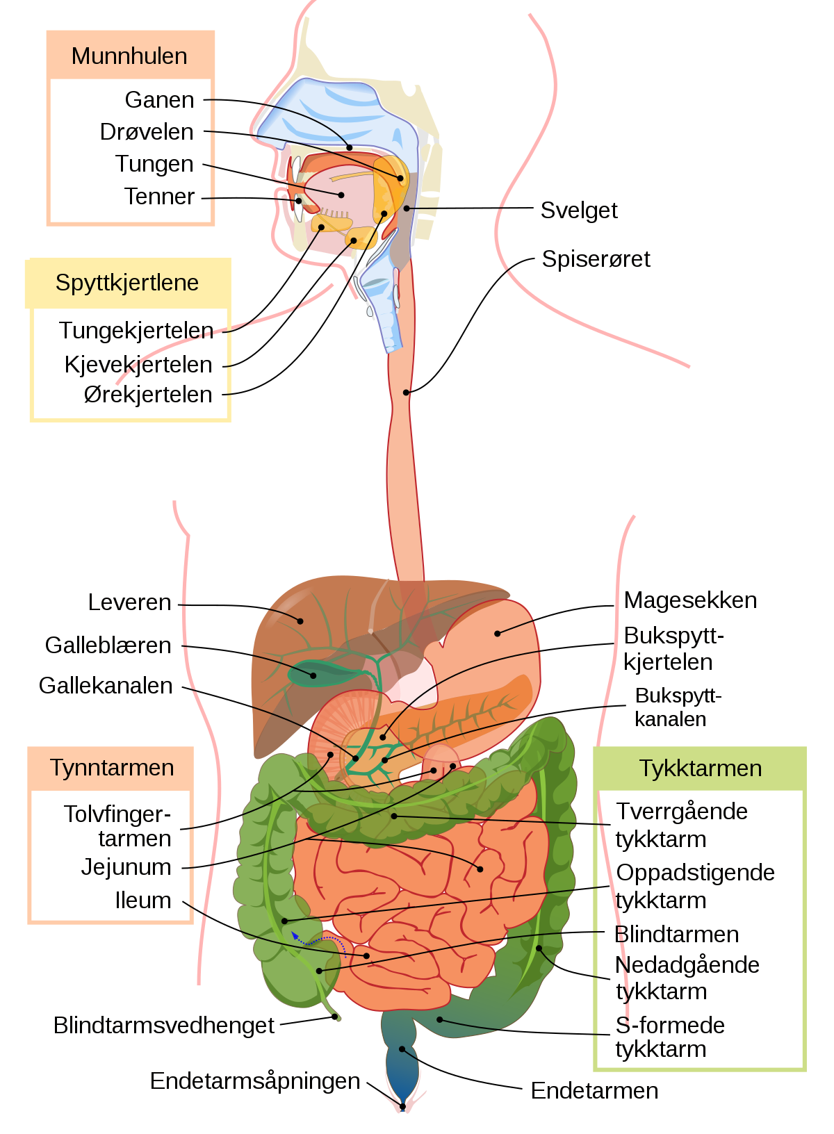 Strukturen i magen og fordøyelsessystemet til en ku