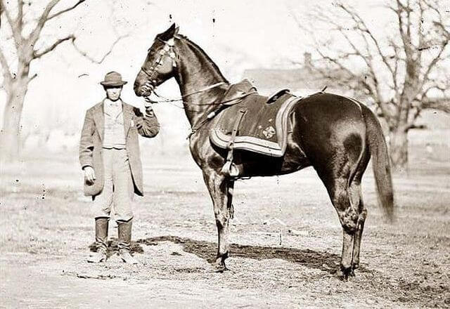 amerykański koń jeździecki