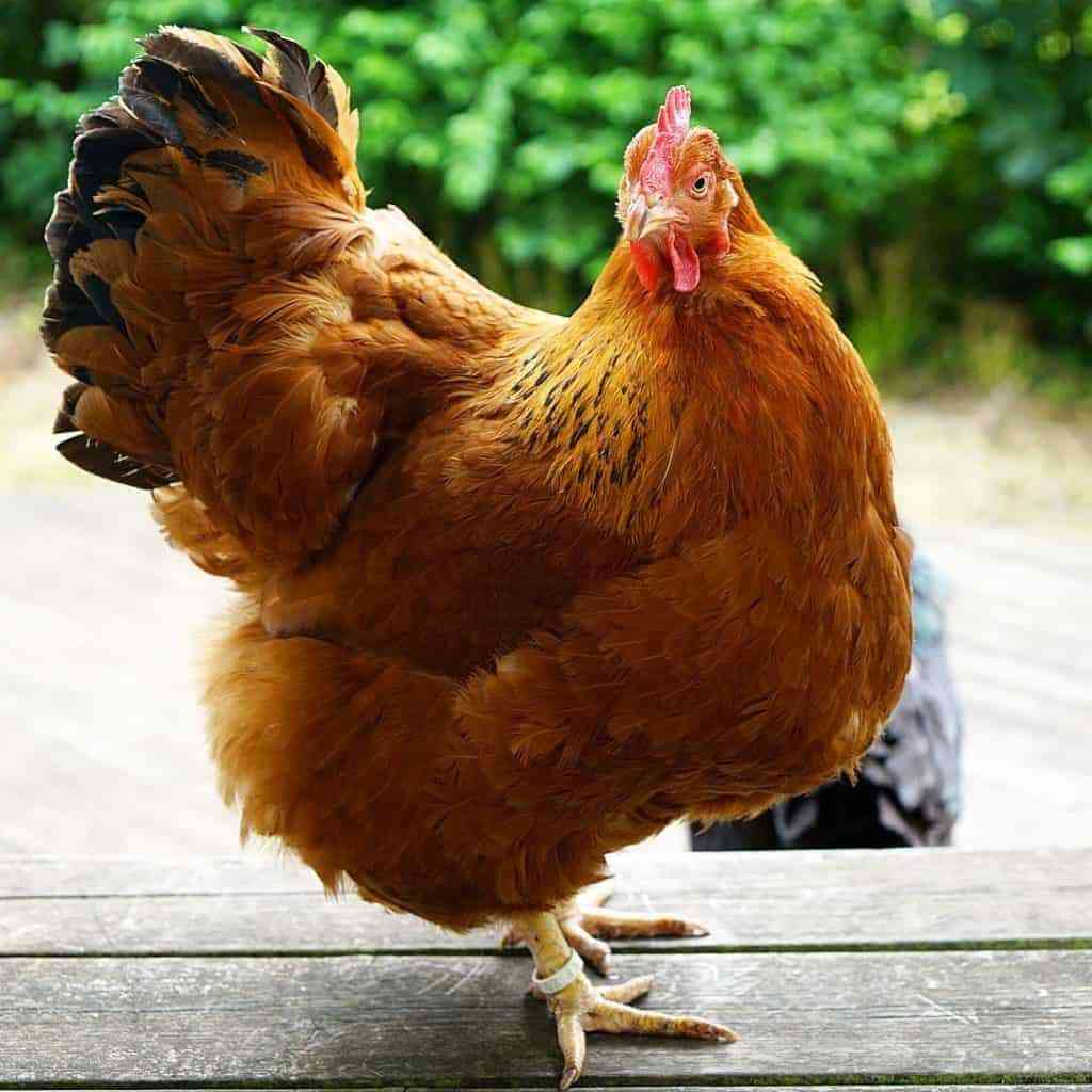 Amerykańskie rasy kurczaków