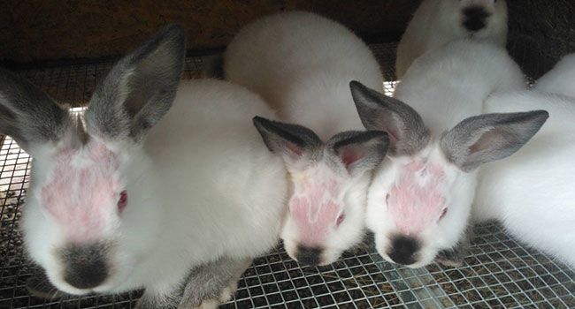 Dlaczego króliki czasami tracą sierść?