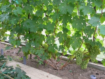 Jak leczyć pleśń na winogronach?