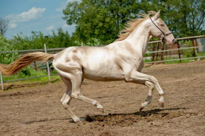 Koń Achal-Teke w kolorze izabeli
