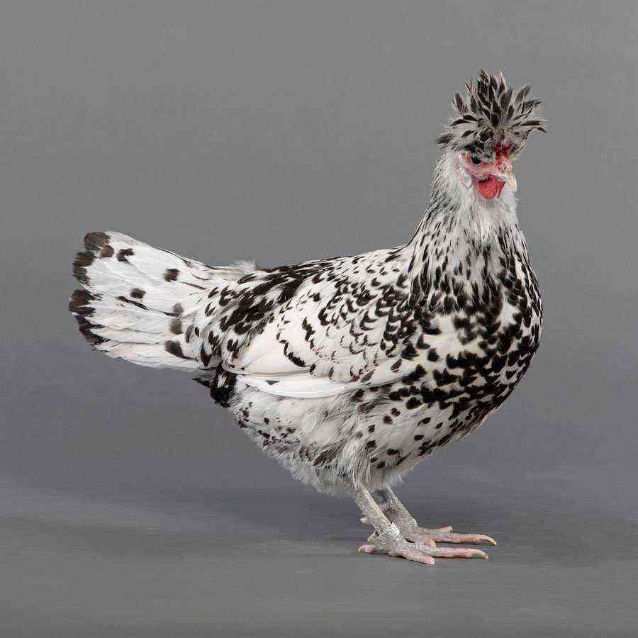 Kurczak rasy Appenzeller