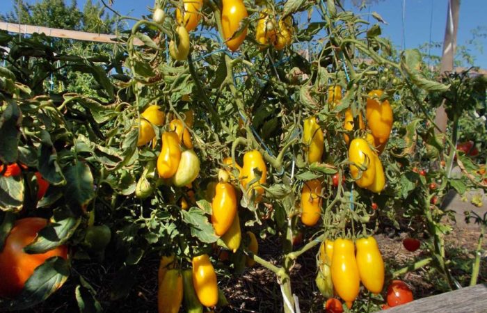 Miłośnicy egzotyki: bezpretensjonalny i płodny pomidor „Bananowe nogi”