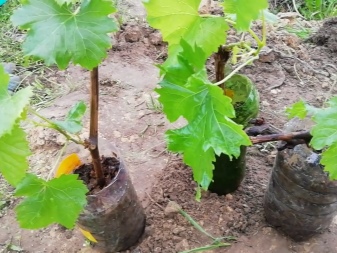 Wskazówki dotyczące wyboru sadzonek i sadzonek winogron