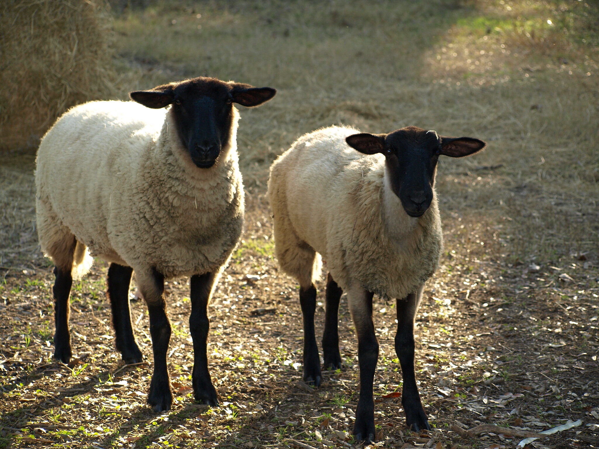 Angielska rasa owiec Suffolk: wygląd, opis owiec i tryków tej rasy
