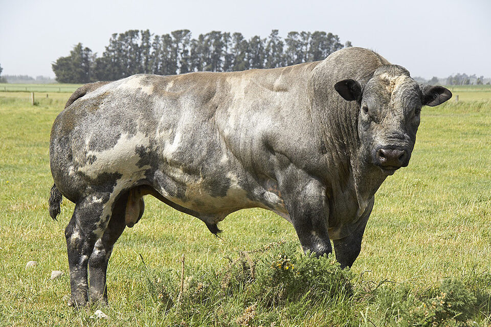 Belgijska niebieska krowa