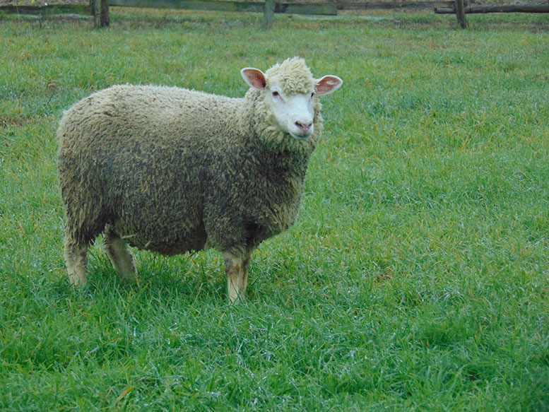 Co to jest owca gruboogoniasta: rasy, cechy charakterystyczne