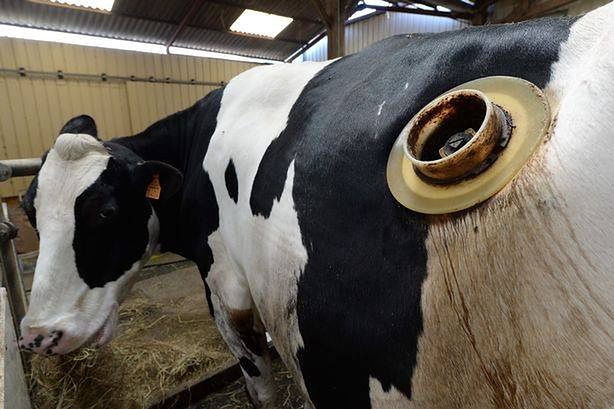 Dlaczego krowy mają dziurę w boku?