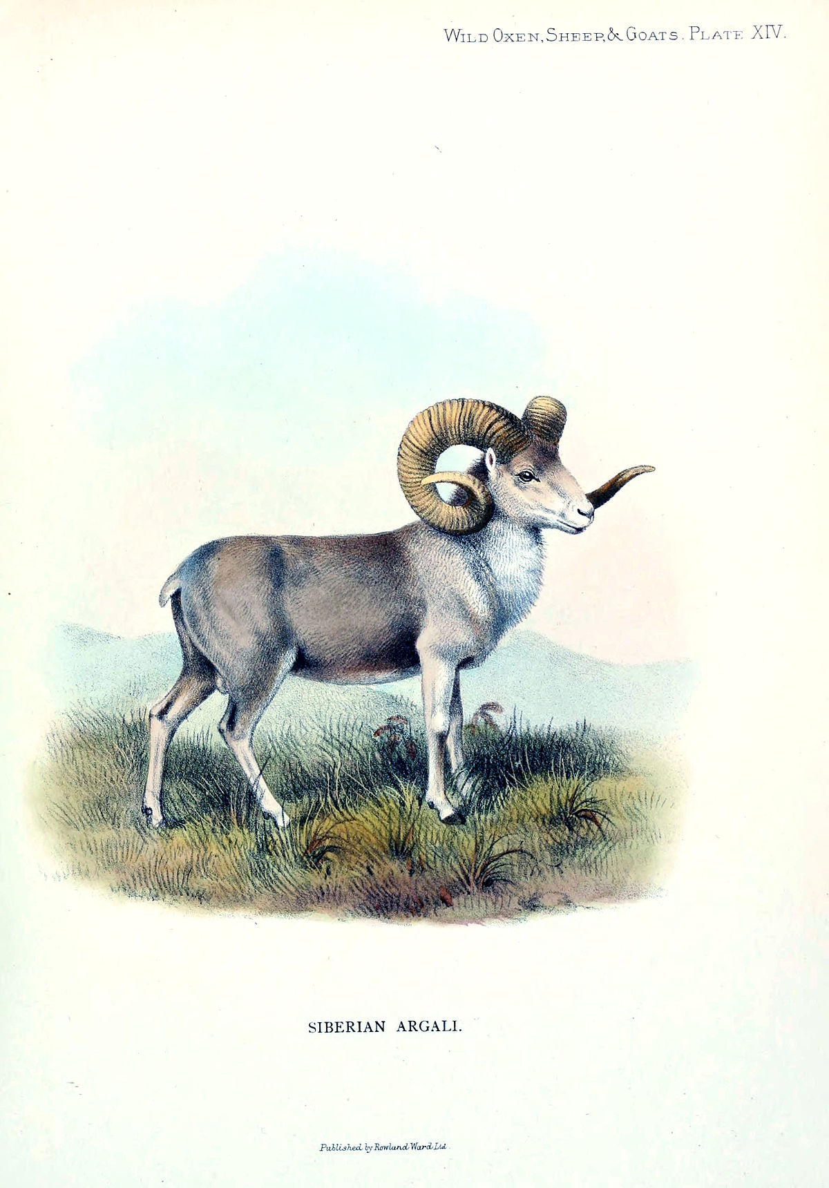 Dzikie owce: charakterystyka i rodzaje parzystokopytnych ze skręconymi rogami