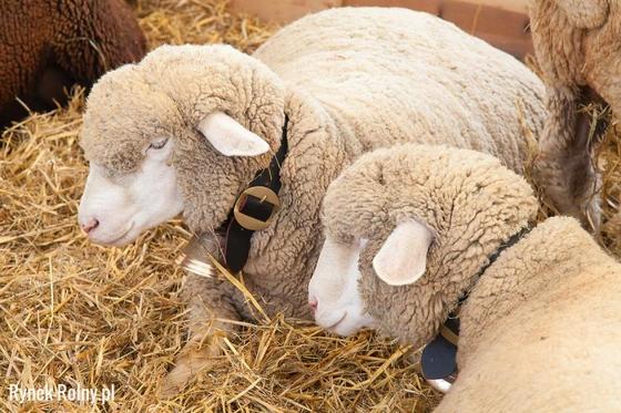 Hodowla owiec drobnowełnianych: najbardziej znane rasy, hodowla