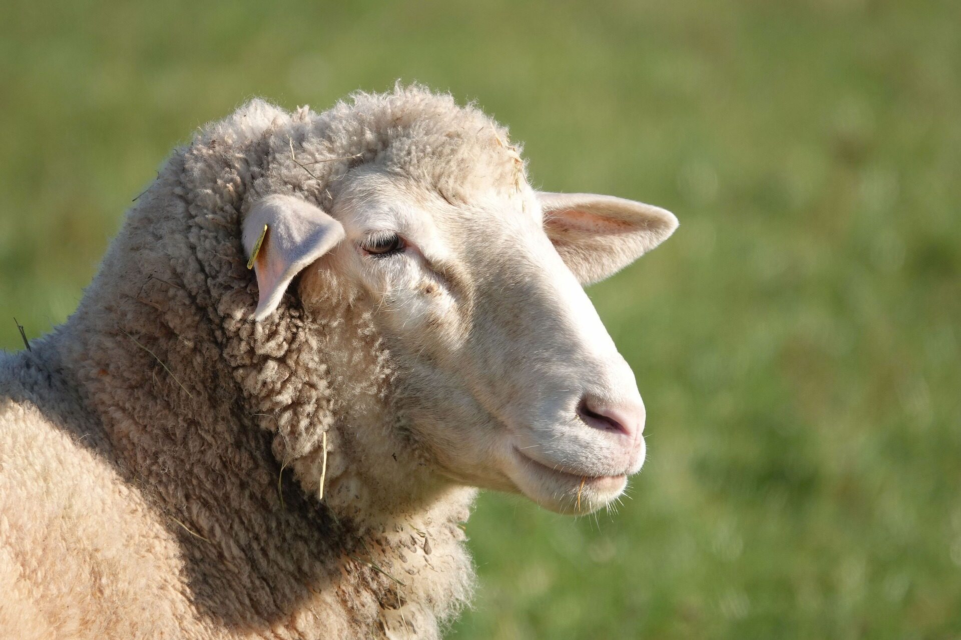 Jak prawidłowo hodować owce: dojrzewanie i cykl u owiec, krycie, jak poznać, kiedy owca ma okres rui