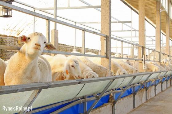 Jak prawidłowo karmić owce: zimą tryki hodowlane, po wykocie, młode zwierzęta, normy paszowe