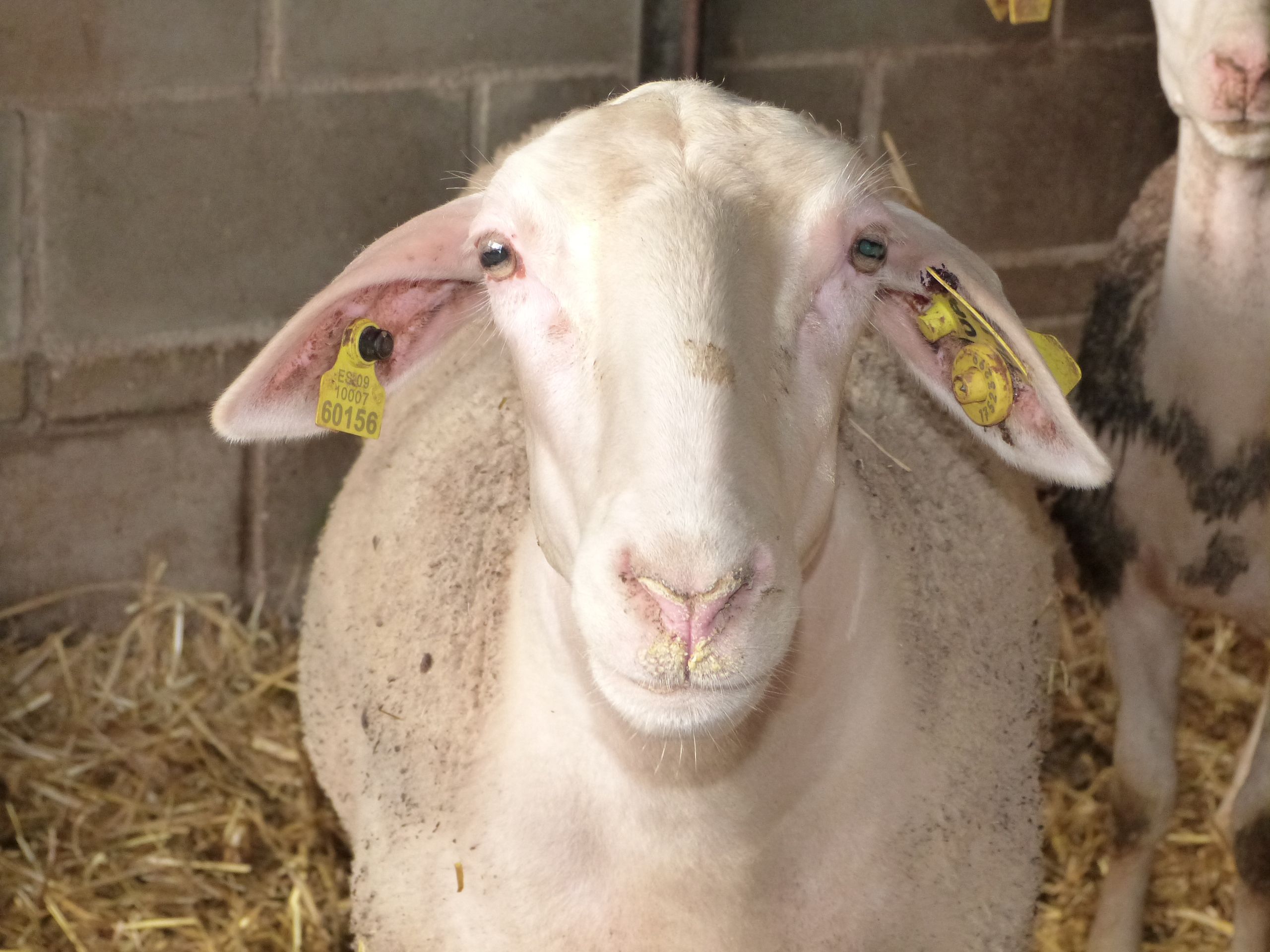 Jak rozpoznać i leczyć bradzot u owiec: epizootologia, szczepienia