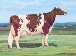 Krowy rasy Ayrshire