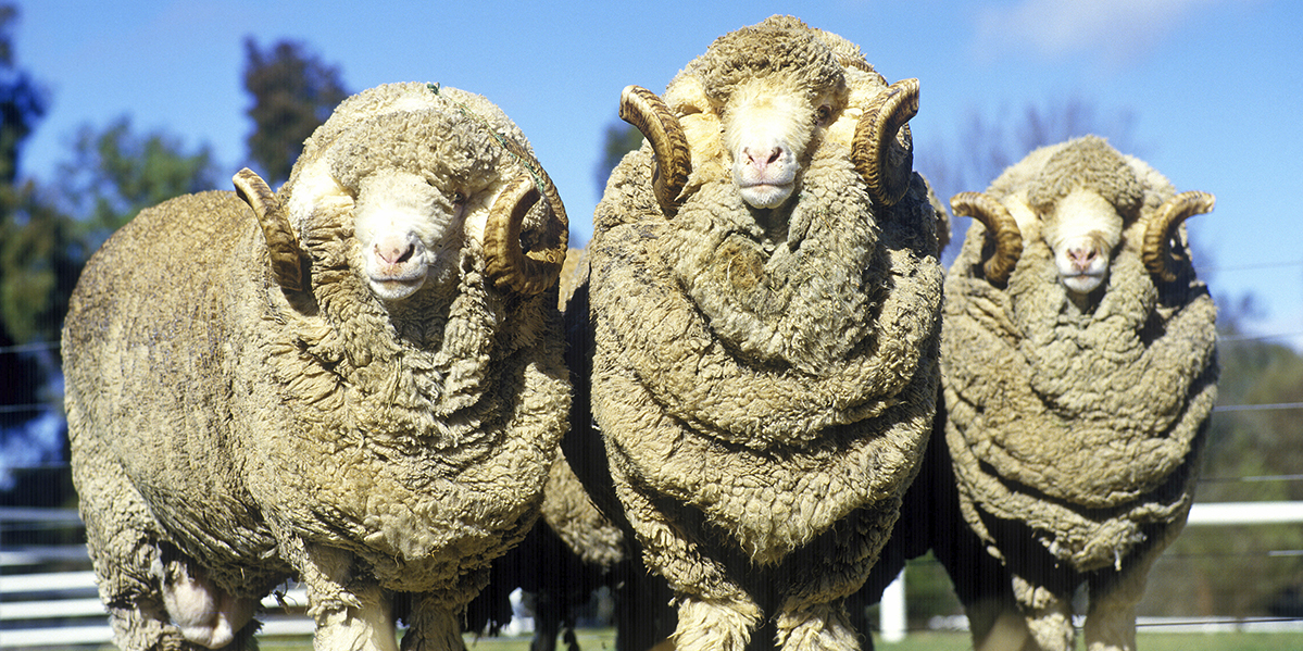 Owce merynosów: godność rasy, pielęgnacja, wartość wełny