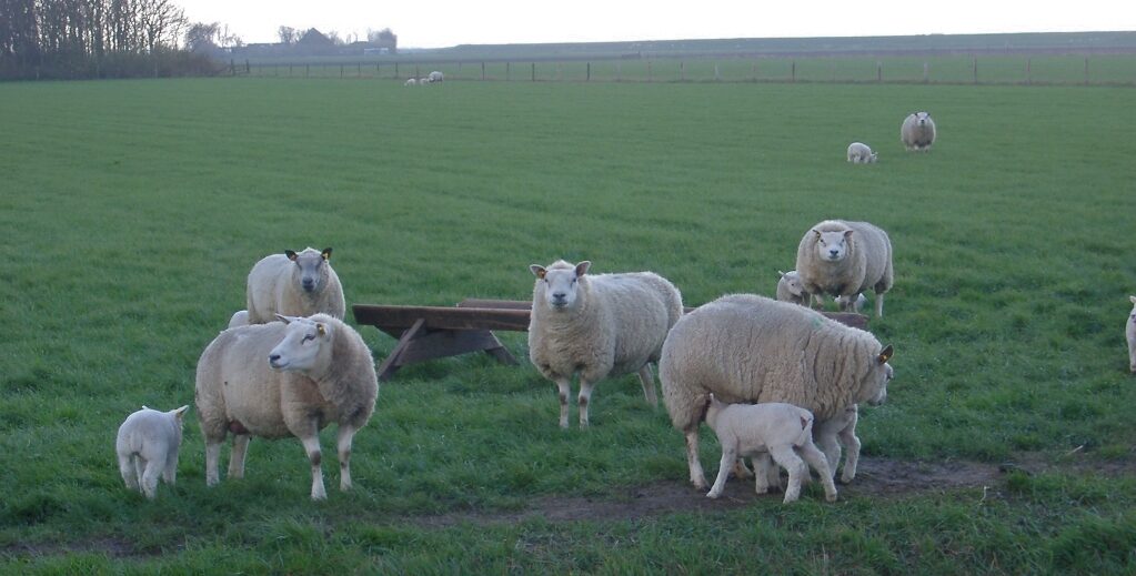 Owce rasy mięsnej Texel: opis, pochodzenie, hodowla