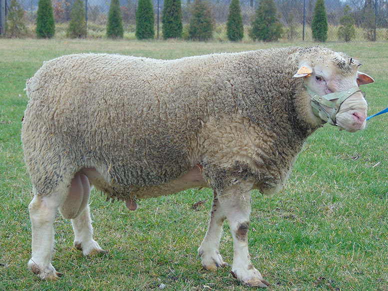 Owce rasy mięsno-wełnianej Tashlinskaya: opis, pochodzenie, hodowla