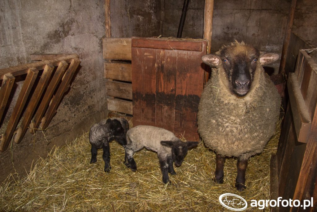 Owce w ciąży (w ciąży): ile jagniąt może być w jednym jagnięciu, częstotliwość ciąży