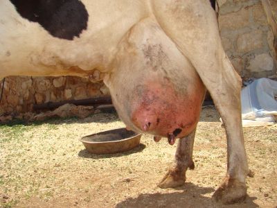 Poważne zapalenie sutka u krów