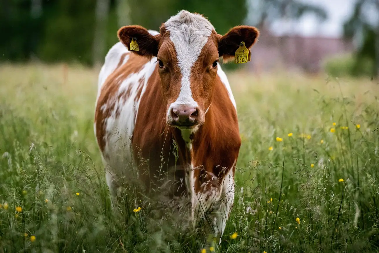 Pseudonim dla krowy i cielęcia – jak wybrać, na co zwrócić uwagę, popularne przykłady