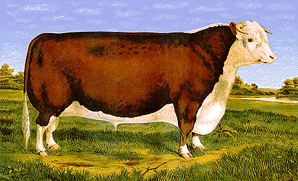 Rasa krów Hereford