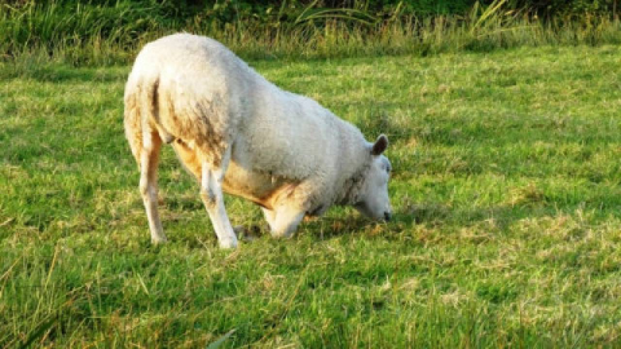Wirus ospy u owiec i kóz: charakterystyka patogenu, środki kontroli i zapobiegania