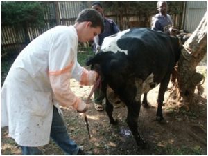 Zatrzymanie łożyska u krów – objawy, leczenie, zapobieganie