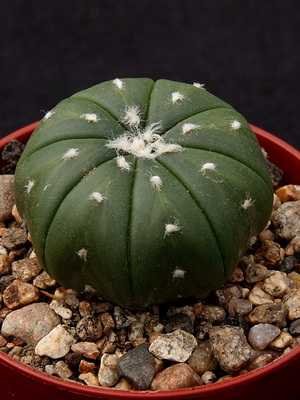 Cacto Astrophytum (Astrophytum)