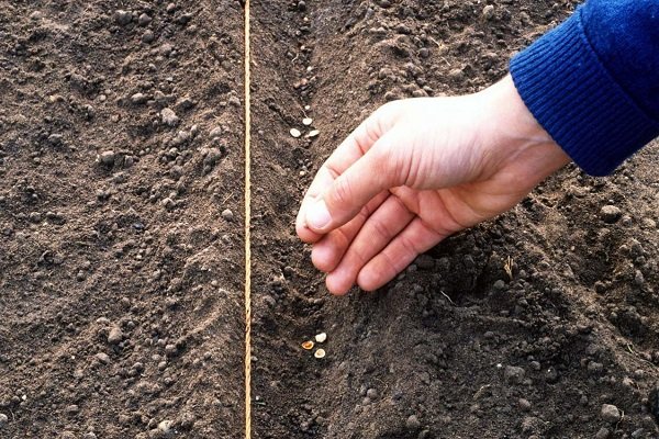 Características e regras para colheita de beterraba em setembro