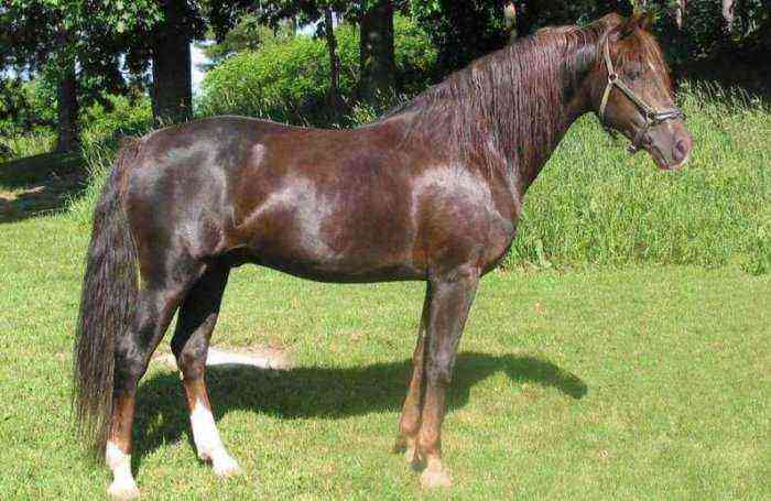 Cavalo Morgan