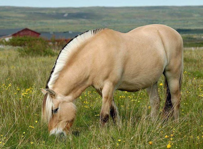Cavalos do fiorde norueguês