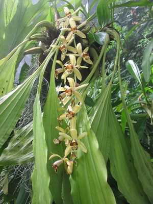 Celogon orquídea