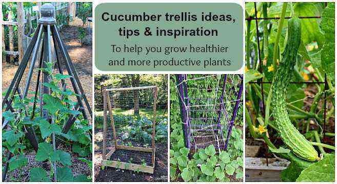 Como cultivar pepinos: instruções detalhadas
