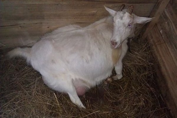 Como é feito o parto de uma cabra?  Tudo que um agricultor precisa saber!