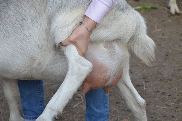 Como identificar você mesmo a mastite em uma cabra?  Métodos de tratamento