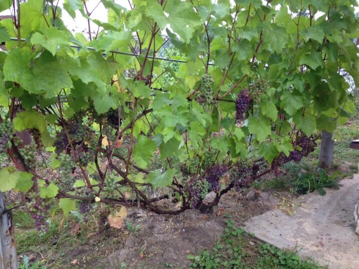 Como transplantar uvas?