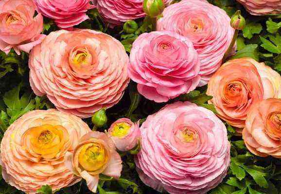 Como usar corretamente o ranúnculo decorativo de jardim ranúnculo em canteiros de flores: fotos das melhores ideias