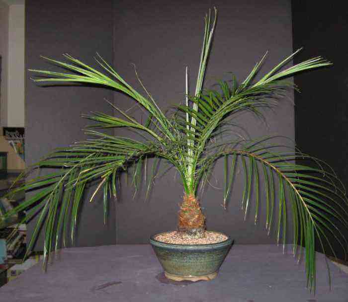 Cuidados com a palmeira Phoenix como crescer em casa