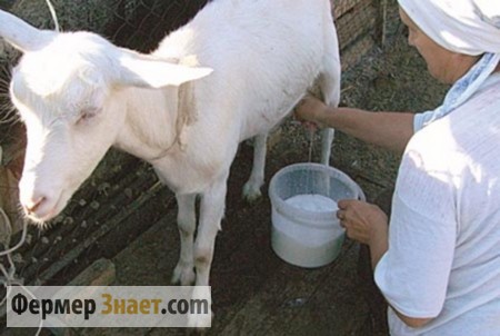 Distribuímos uma cabra após o parto: respostas às perguntas