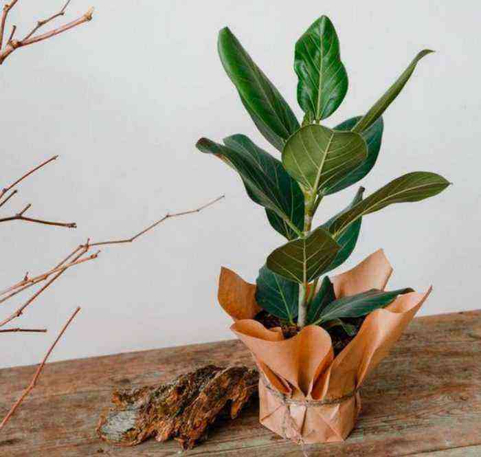 Ficus bengala cuida de como crescer em casa
