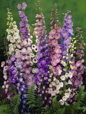 Flores Delphinium: foto, descrição de variedades e espécies