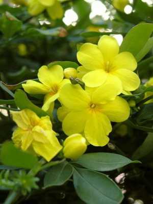 Flores e plantas amarelas de interior (com foto)