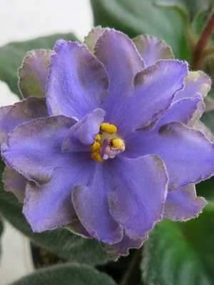 Flores internas com flores azuis