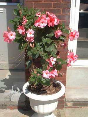 Flores rosa internas (com foto)