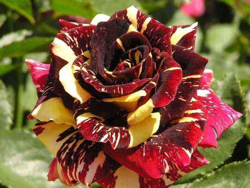 Inveja dos vizinhos: 7 variedades de rosas bicolores que podem transformar qualquer jardim