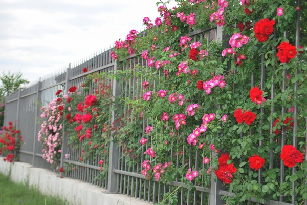 Jardinagem de grupos de rosas e cuidado de formas trepadeiras