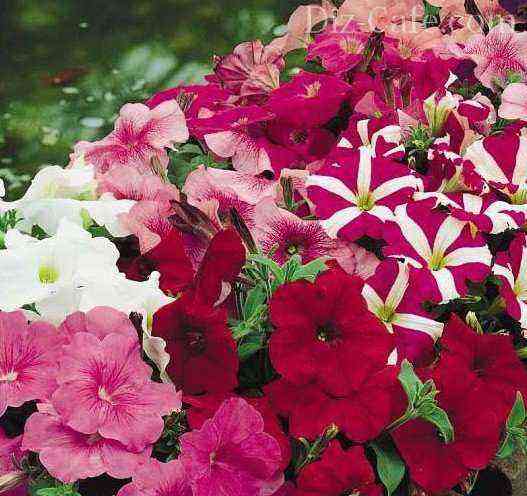 Lindos canteiros de flores de petúnia: uma visão geral das 5 melhores maneiras de quebrar um jardim de flores