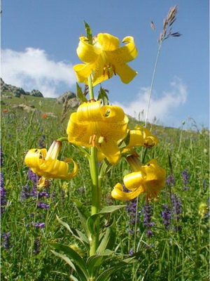 Lírios: foto de flores de jardim com descrição plantio e cuidado, cultivo